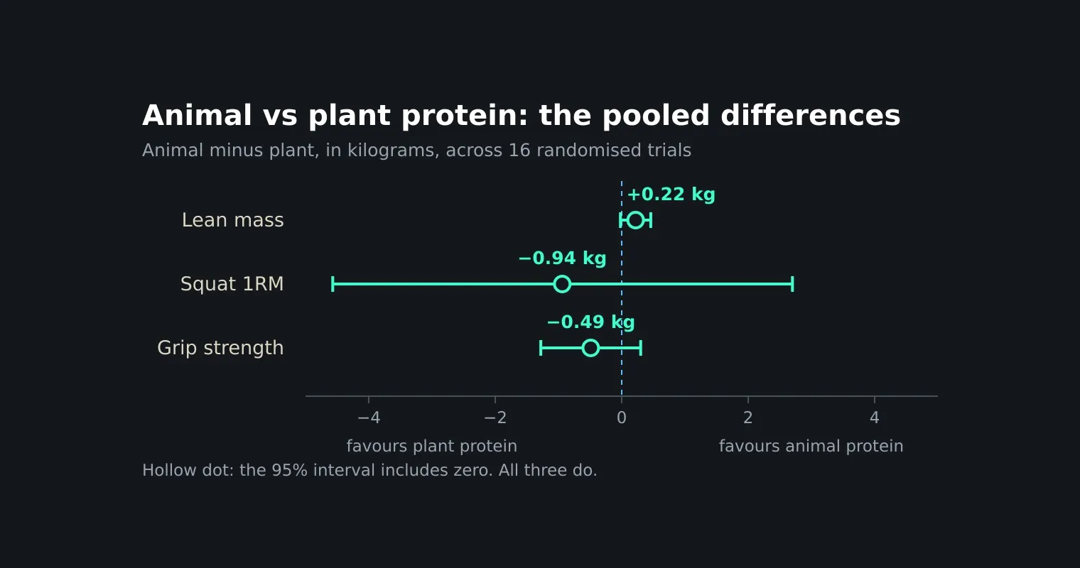 A dark chart of three pooled differences between animal and plant protein groups, plus 0.22 kg of lean mass, minus 0.94 kg of squat one-rep max and minus 0.49 kg of grip strength, each drawn as a hollow dot with a 95% interval crossing the zero line