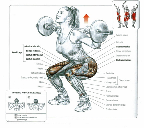 Squat weak points - quad and glute failure points